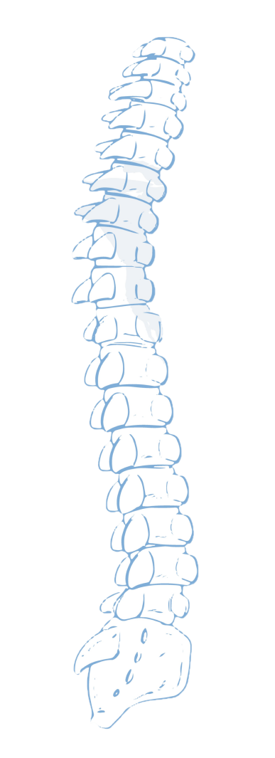 Immagine colonna vertebrale - Osteopatia Callipo Vibo Valentia